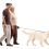 dog_walk