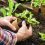 how-to-get-started-gardening