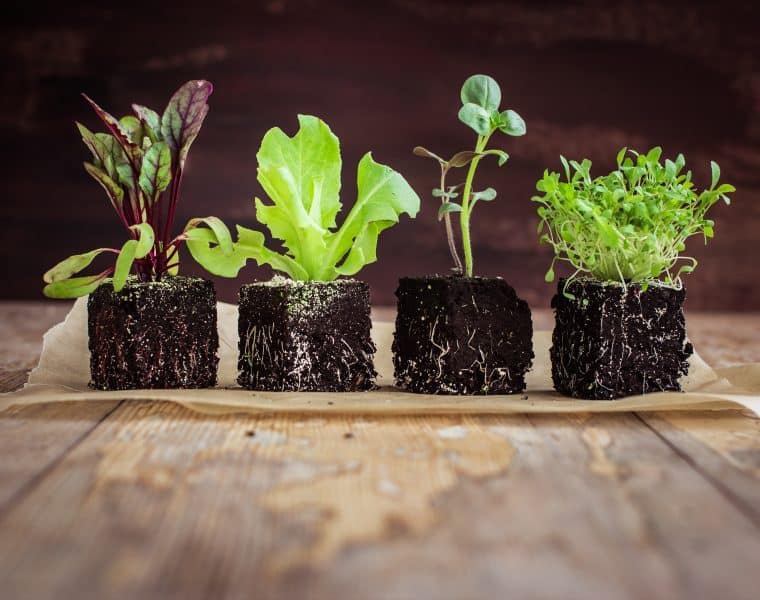 Vegan Diet. The Fountain of Youth?